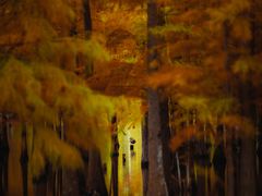 -白鹭湾湿地公园