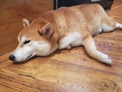 -柴务处·柴犬主题狗咖