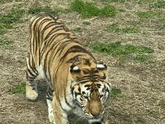 -上海野生动物园