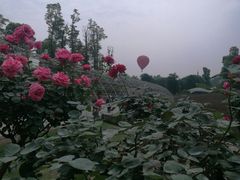 -秀丽东方