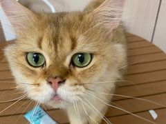 -唐小姐の私宠·宠物洗护美容·撸猫馆·购宠(周浦万达旗舰店)