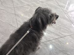 -瑞鹏宠物医院·普外科·影像科·皮肤科(城市山谷分院)