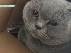 -Bastet sally猫舍购宠(静安店)