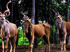 -清迈夜间动物园