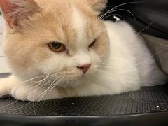 -BABIT巴比特宠物(MOMOPARK店)