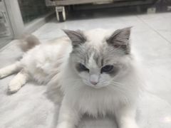 -心仪动物医院·牙专科·肿瘤·心脏科(西客站院)