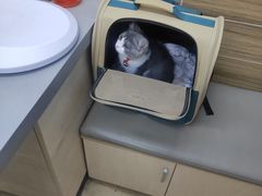 -爱侣宠医·鹦鹉专科·小型哺乳类·异宠专科(灵石路店)