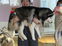 -Husky Go! 哈士奇体验馆·宠物咖啡厅狗咖