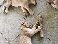 -秦皇岛野生动物园