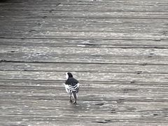 -福道