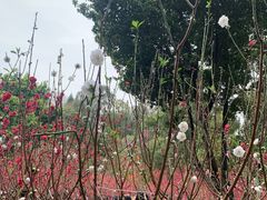 -桃花涧