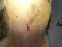 -宠爱国际动物医院· 猫科· 外科·中兽医(长白店)