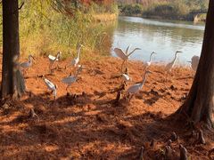 -溱湖国家湿地公园