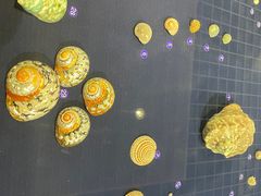 -青岛贝壳博物馆