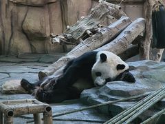 -泉州海丝野生动物世界