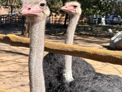 -大连森林动物园