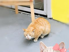 -猫咪博物馆(顶澳仔猫街店)
