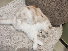 -藏猫猫咖啡主题馆(中央大道店)