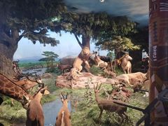 -国家自然博物馆