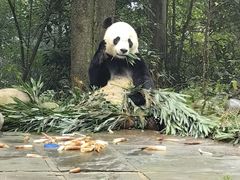 -中国大熊猫保护研究中心雅安碧峰峡基地