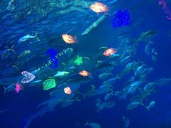 -烟台海昌鲸鲨海洋公园