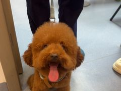 -宠物星动物医院·眼科·异宠·猫科(江南大道总院)