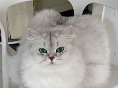-喵百万·布偶·蓝金金渐层英短·猫舍(百子湾店)