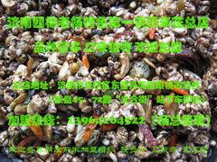 -正宗老杨特色爆米花(四棉店)