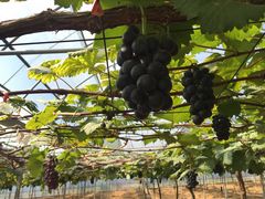 -海堤葡萄园中小学生研学基地