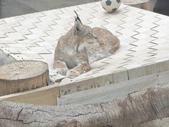 -青藏高原野生动物园
