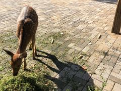 -长白岛森林公园