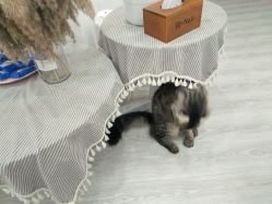 -初NAIL日式美甲美睫沙龙