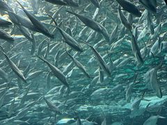 -上海海洋水族馆