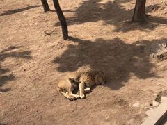 -西霞口神雕山野生动物世界