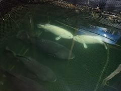 -蓝湾碧波·老字号·疍家非遗海上餐厅