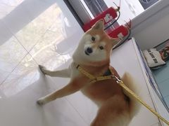 -纳吉亚猫专科动物诊疗中心(蒋宅口分院)