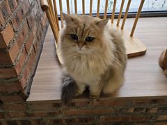 -豆逗聊愈猫阁Easy Life