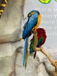 -Zoolung Zoolung动物主题公园(海信广场店)