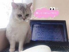 -猫音日语留学培训