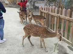 -鹿境梅花鹿生态园区