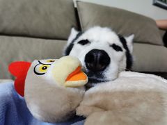 -宠爱国际动物医院· 猫科· 外科·中兽医(长白店)