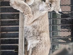 -青藏高原野生动物园