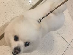 -帕帕拉兹宠物(亚洲旗舰店)