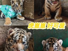-栾川竹海野生动物园