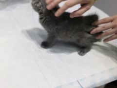 -派特宠物医院(圆融广场店)