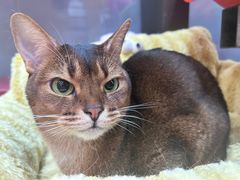 -和它·交个朋友·狗咖猫咖(爱琴海店)