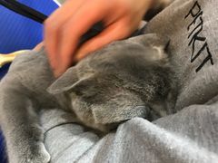 -PETKIT小佩宠物(古北店)