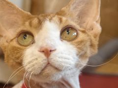 -和它·交个朋友·狗咖猫咖(爱琴海店)