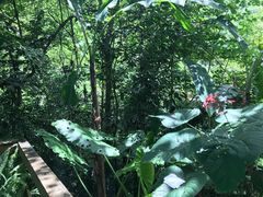 -西双版纳原始森林公园