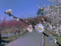-花开海上生态园